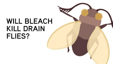 will bleach kill drain flies