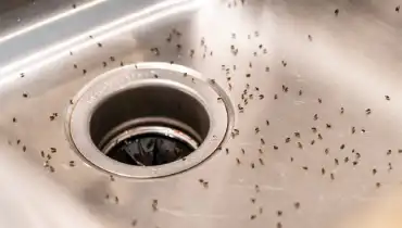 How to rid fruit flies in drain.